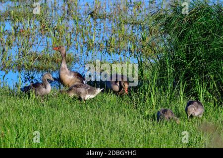 Junge Graugänse mit seinen Eltern in einem See in der oberlausitz Stockfoto