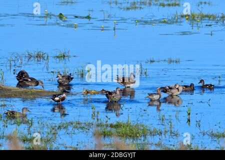 Gadwell, Garganey und nördliche Schaufelmaschine ruhen in einem See in saxon Stockfoto