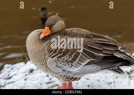 Nahaufnahme einer Ente am Ufer der Glan in Meisenheim Stockfoto