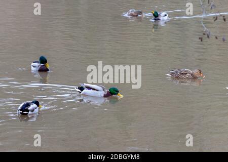 Enten schwimmen in der Glan in Meisenheim Stockfoto