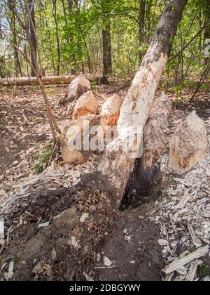 Landschaftsansicht eines Waldes mit von Bibern gefällten Bäumen am Rande eines kleinen Gewässerkörpers in Brandenburg / Deutschland in vertikaler Ansicht. Stockfoto