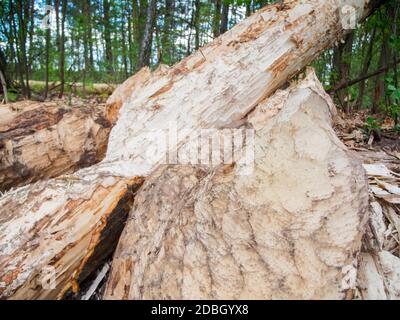 Landschaftsansicht eines Waldes mit von Bibern gefällten Bäumen am Rande eines kleinen Gewässerkörpers in Brandenburg / Deutschland. Stockfoto