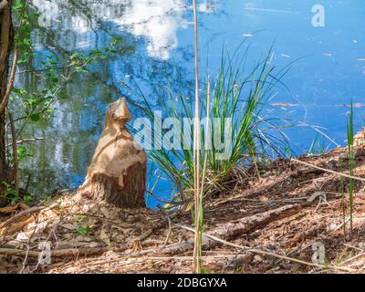 Baumstumpf fiel bei sonnigem Wetter von Bibern am Rande eines kleinen Gewässerkörpers in Brandenburg / Deutschland. Stockfoto