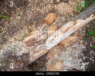 Draufsicht auf Biber gefällte Bäume am Rande eines kleinen Gewässerkörpers in Brandenburg / Deutschland. Stockfoto