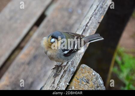 Ein süßer Madeirischer Buchfink (Fringilla coelebs maderensis), der auf einer Holzbank sitzt. Madeira, Portugal. Stockfoto