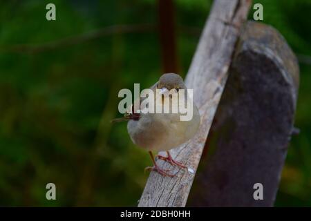 Ein süßes Weibchen Madeiras-Buchfink (Fringilla coelebs maderensis), das auf einer Holzbank sitzt. Madeira, Portugal. Stockfoto