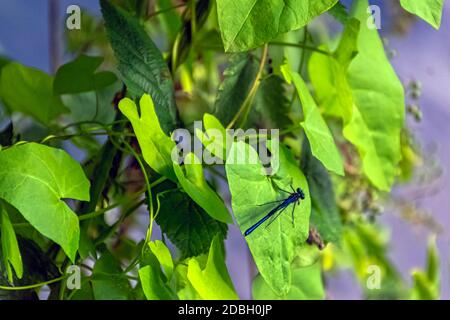 Gebänderte Demoiselle-Libelle (Calopteryx splendens) - Männchen im britischen Park Stockfoto