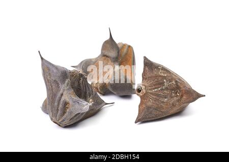 Wasser Kaltrop stachelige harte Samen Stockfoto