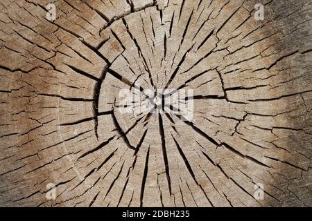 Baum alten Sägeschnitt mit Ringen und Rissen. Holzstruktur Hintergrund Nahaufnahme Stockfoto