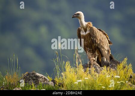 Einsamer Gänsegeier, gyps fulvus, sitzt auf einem felsigen Berggipfel in der Natur im Sommer. Einzelfresser Vogel mit langem weißen Hals, der von vorne wartet Stockfoto