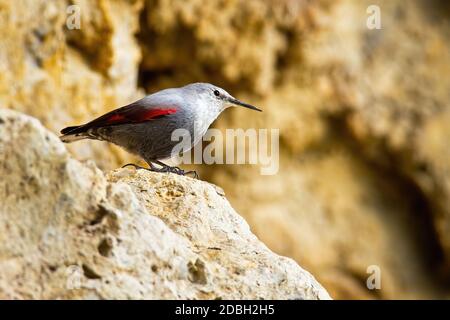 Interessierte Wallcreeper, tichodroma muraria, sitzend auf felsigen Kamm in Berghang mit verschwommenem Hintergrund und Kopierraum. Alarm Vogel mit langem Schnabel o Stockfoto