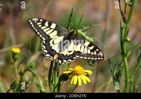 Old world Swallowtail, Papilio machaon, männlich, sitzend auf einer gelben Blüte Stockfoto