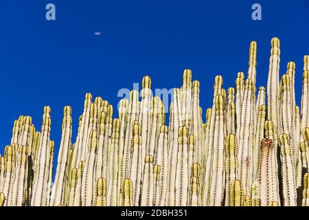 Cardon endemischen Kaktus der Kanarischen Inseln an sonnigen Tag und Flugzeug über blauem Himmel Hintergrund Stockfoto