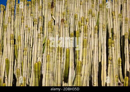 Nahaufnahme von riesigen Kaktusarten namens Cardon, heimisch auf den Kanarischen Inseln, Spanien Stockfoto