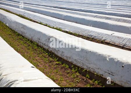 Feld Stockfoto