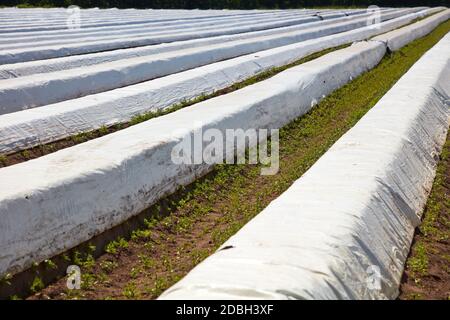 Feld Stockfoto