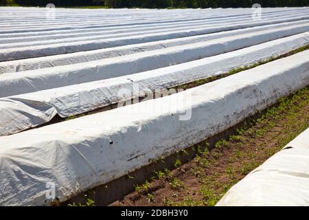 Feld Stockfoto