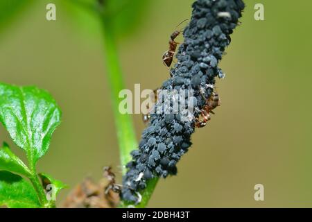 Blattläuse auf einer Pflanze im Garten mit Ameisen Stockfoto