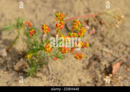 Euphorbia cyparissia, der Zypressensporder Stockfoto