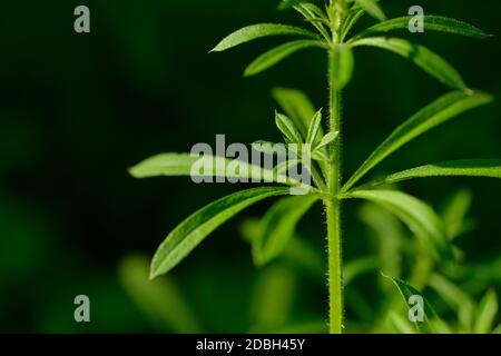 Blatt aus Galium aparine auf schwarzem Hintergrund Stockfoto