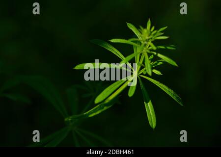 Blatt aus Galium aparine auf schwarzem Hintergrund Stockfoto