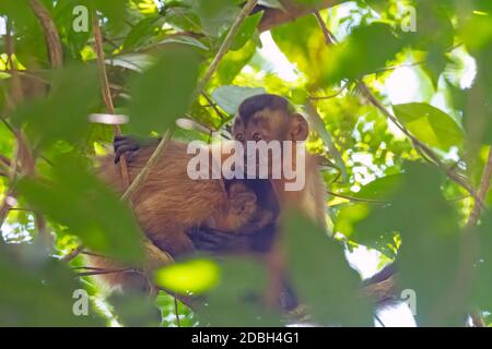 Junge Kapuzinermönchel umarmen sich in den Bäumen bei Alta Floresta, Brasilien Stockfoto