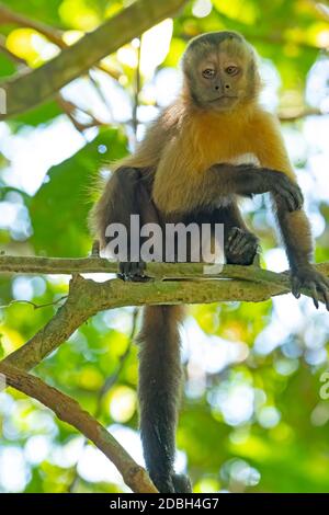 Junger Kapuzineraffen in den Bäumen bei Alta Floresta, Brasilien Stockfoto