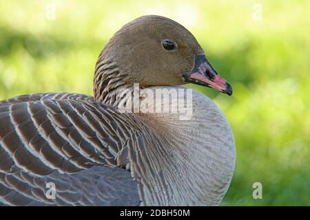 Porträt einer Kurzschnabelgans Anser brachyrhynchus Stockfoto