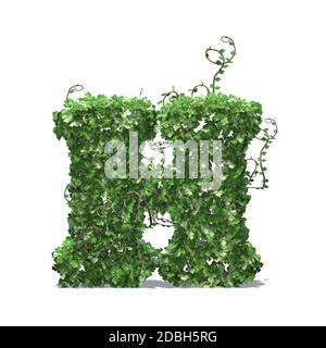 Buchstabe H aus grünen Efeu-Blättern - isoliert auf weißem Hintergrund Stockfoto