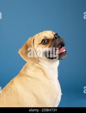 Porträt des jungen liebenswerten fröhlichen Puggles Stockfoto