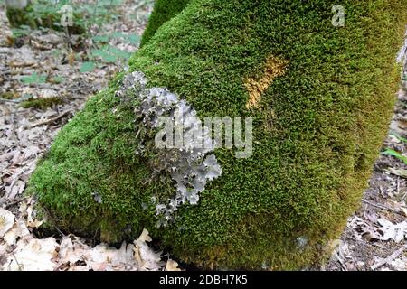 Moos und Flechten auf dem Stamm eines alten Baumes. Waldmüll. Stockfoto