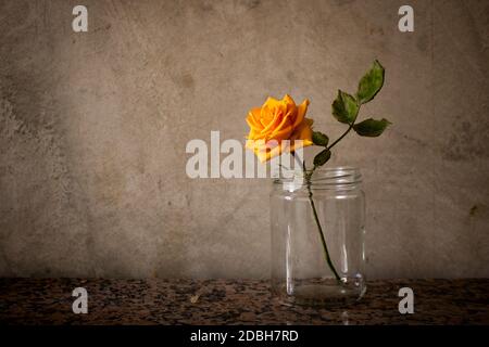 Verwelkte orangefarbene Rose in einem Glas auf einem schlichten alten Wandhintergrund. Altern, Verfall und Nostalgie Konzept. Leerzeichen für Text Stockfoto