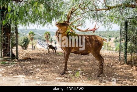 Idillische Ansicht eines Reh kratzenden Augen mit einem Zweig im Wald geschlossen Stockfoto