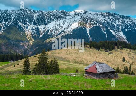 Amazing alpine Landschaft mit Klapprige Holzhütte und hohe verschneite Piatra Craiului Bergen, Pestera Dorf, Siebenbürgen, Rumänien, Europa Stockfoto