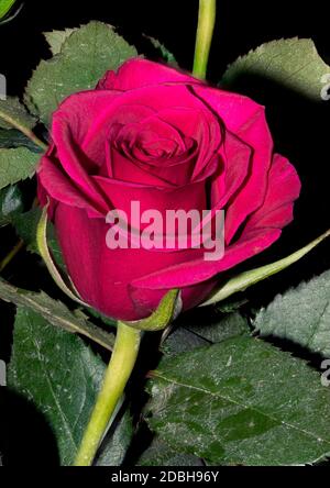 Frische Rosen auf einem Plan schwarzen Hintergrund Stockfoto