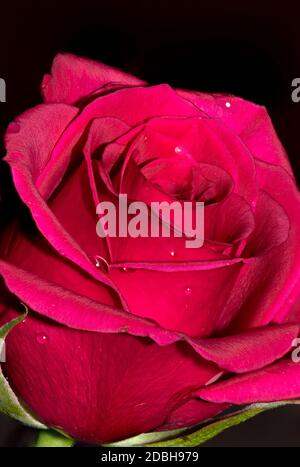 Frische Rosen auf einem Plan schwarzen Hintergrund Stockfoto