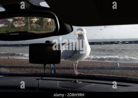 Hering Möwe wartet auf Nahrung. Man nennt sie Seagullen, die mit Nahrung gefüttert werden, etwas zu essen, übrig geblieben von Fish and Chips. Landung auf der Motorhaube. Unbeeindruckt, nur gierig und hungrig. Hastings East Sussex 2020 2020s UK HOMER SYKES Stockfoto