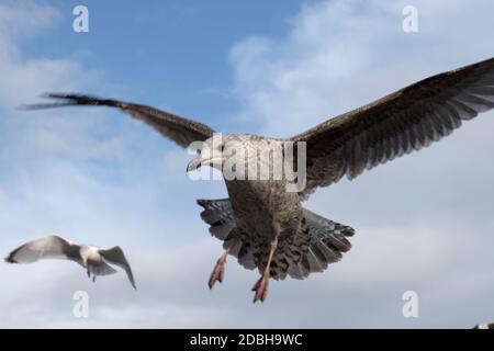 Hering Möwe gemeinhin genannt Möwen, gefüttert mit Nahrung, etwas zu essen, über Fisch und Chips gelassen. Landung auf der Motorhaube. Unbenommen nur gierig und hungrig. Hastings East Sussex 2020 HOMER SYKES Stockfoto