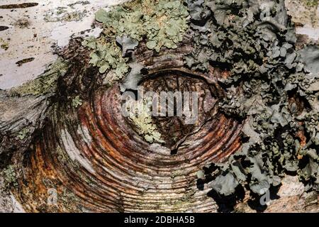 Charakter Detail der Blattschichten-Arten, die auf einem Baumstamm um eine Schar wachsen, von der Verzweigung. Stockfoto