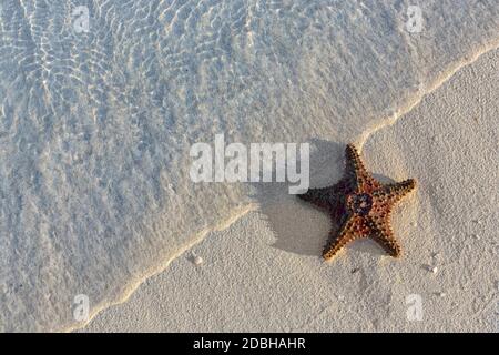 Muscheln Seestern auf tropischen Sand türkisfarbene Karibik Sommer Urlaub Symbol Stockfoto