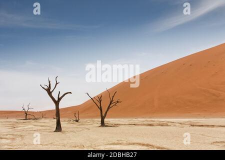 Deadvlei ist eine weiße Lehmpfanne befindet sich in der Nähe der berühmteren Salz Pfanne des Sossusvlei im Namib-Naukluft Park in Namibia. Auch geschrieben DeadVlei oder Stockfoto