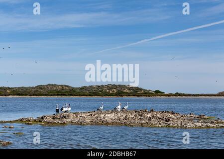 Pelikane in freier Wildbahn entlang des Coorong von South Australia Stockfoto