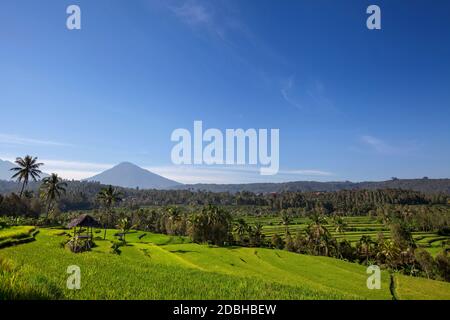 Mount Agung oder Gunung Agung. Eine Ansicht von einer Heiligen und berühmten Balinesischen Vulkan mit einem grünen Reisfeldern im Vordergrund. Bali, Indonesien Stockfoto