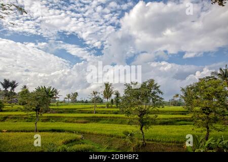 Erstaunlich grün Reisfeld. Buleleng Regency, Bali, Indonesien Stockfoto