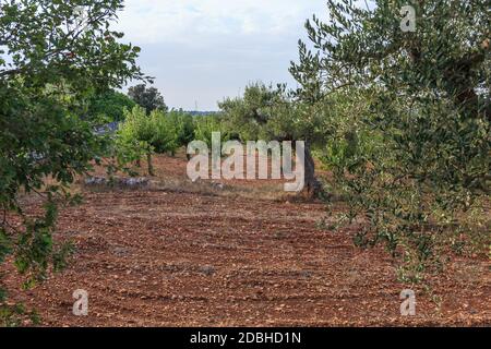 Ackerland mit Olivenbäumen, Apulien, Italien Stockfoto