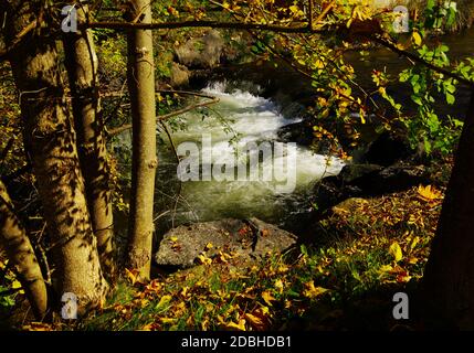 Rauschender Bach mit Herbstblättern und Bäumen am Ufer Stockfoto