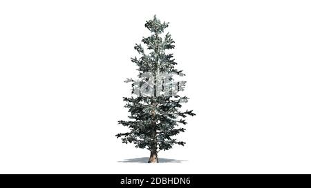 Colorado Blue Fichte Baum im Winter - isoliert auf weißem Hintergrund Stockfoto