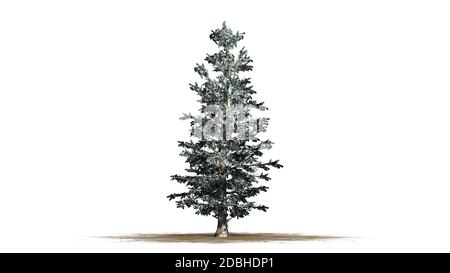 Colorado Blue Fichte Baum im Winter - isoliert auf weißem Hintergrund Stockfoto