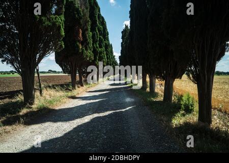 Zypressen. Landstraße im Viterbo-Gebiet (Latium, Italien, Europa) Stockfoto