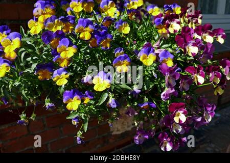 Gehörnte violette Blume Viola cornuta Stockfoto